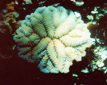 Image of Maze Coral