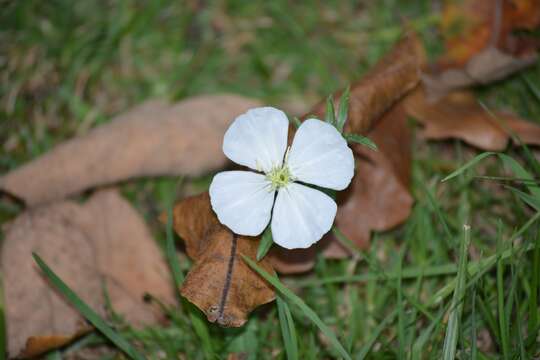 Image of Kunth's Evening-Primrose