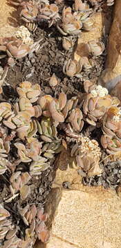 Image of Crassula swaziensis Schönl.