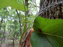 صورة Gonolobus suberosus (L.) Schult.