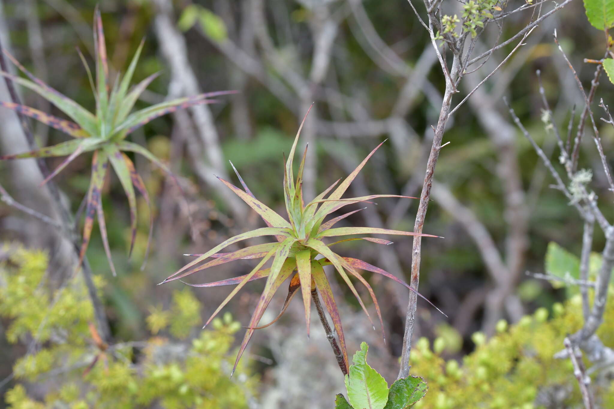 Image of Dracophyllum strictum Hook. fil.