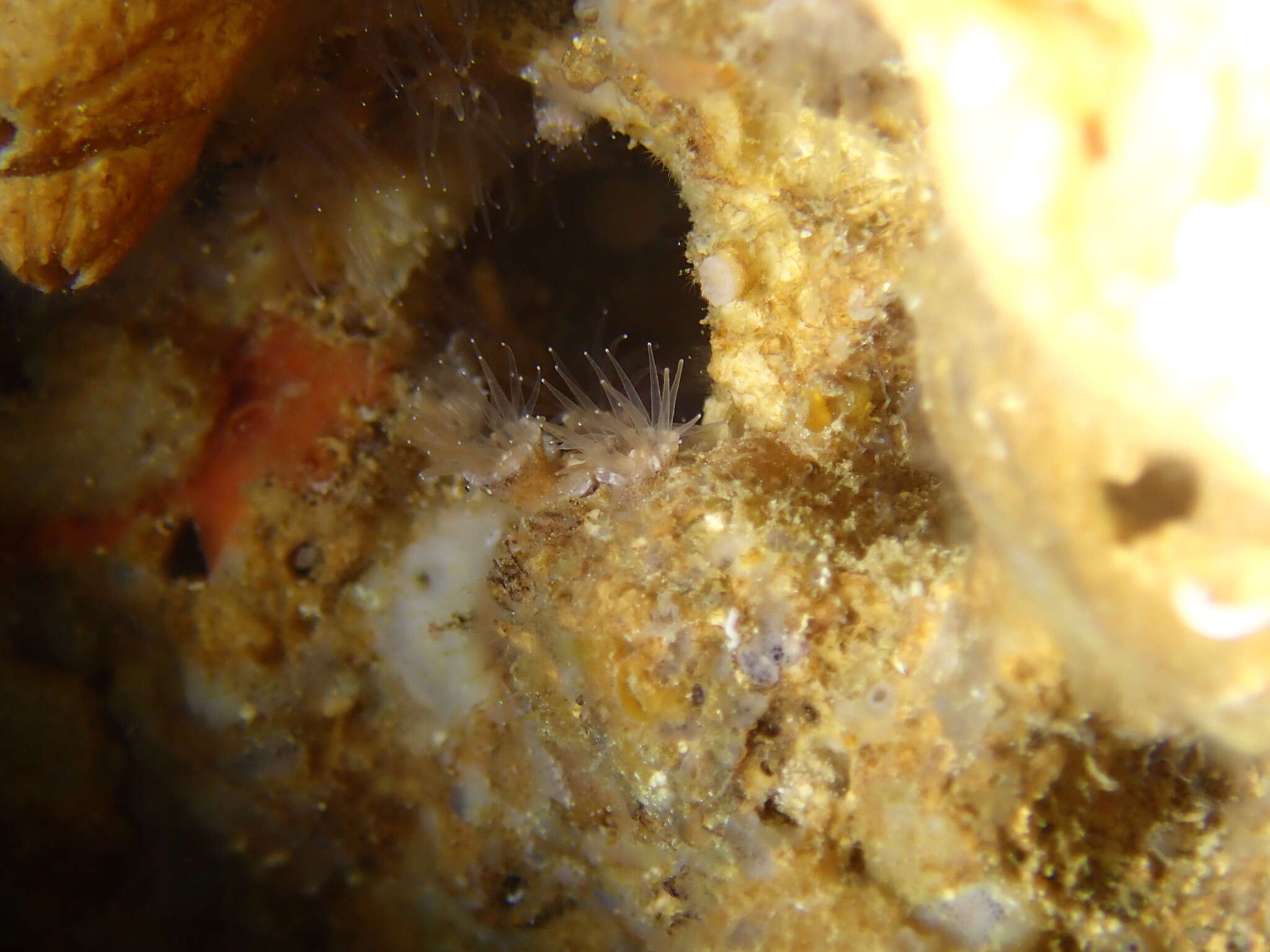 Image of gray encrusting anemone