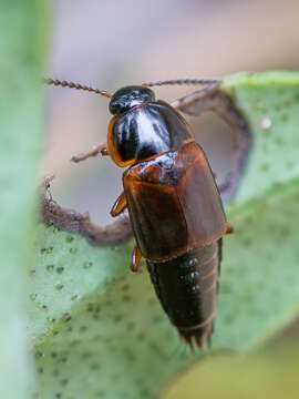 Image of Tachinus (Tachinus) proximus Kraatz 1855