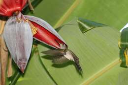 Image of Curve-winged Sabrewing