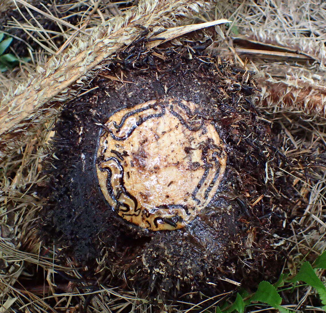 Image of Lacy Tree Fern