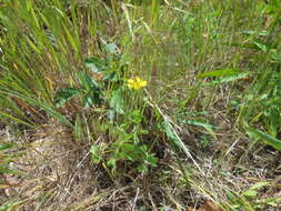 Image of slender yellow woodsorrel