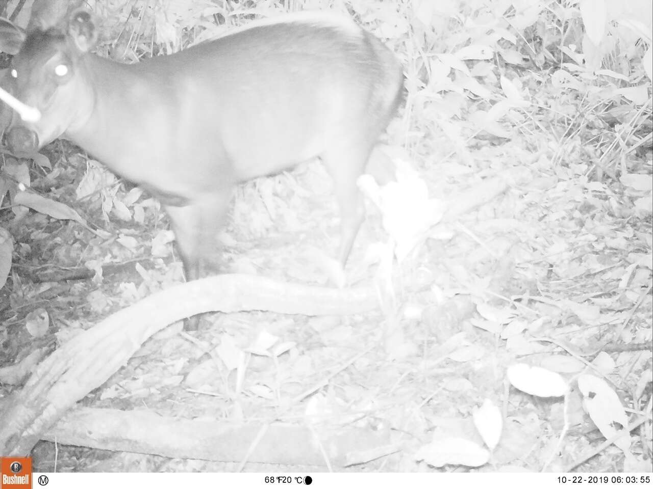 Image of yellow-backed duiker