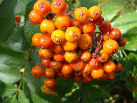 Image of Sorbus scopulina var. scopulina