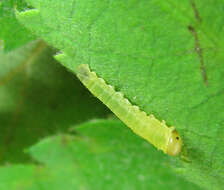 Image of Endelomyia aethiops (Fabricius)