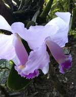 Imagem de Cattleya trianae Linden & Rchb. fil.