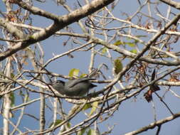 Image of White-browed Gnatcatcher