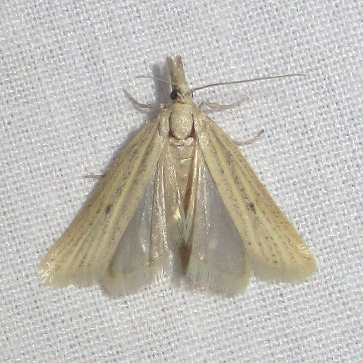 Image of Coenochroa californiella Ragonot 1887