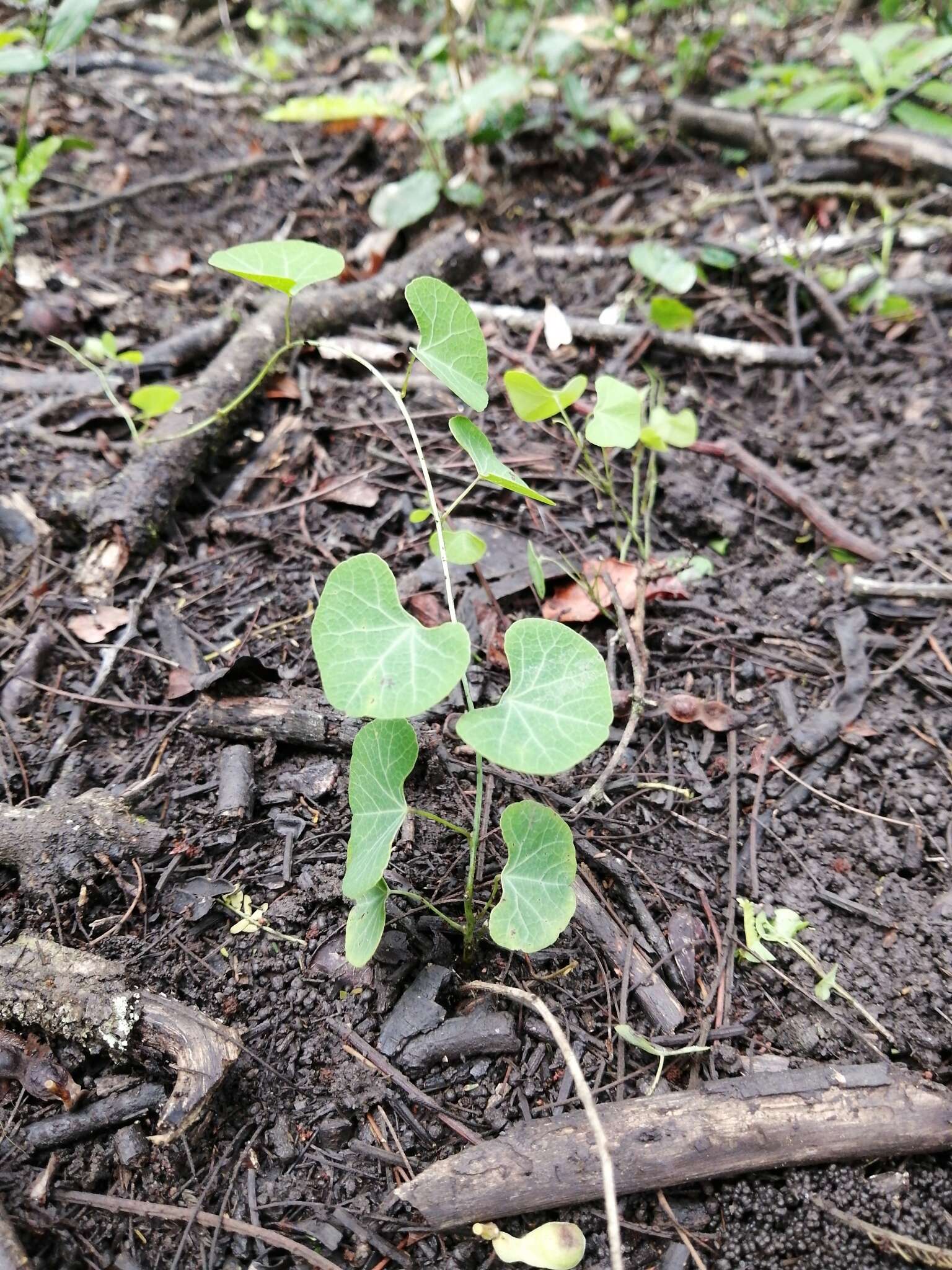 Image of Kidney-leaf