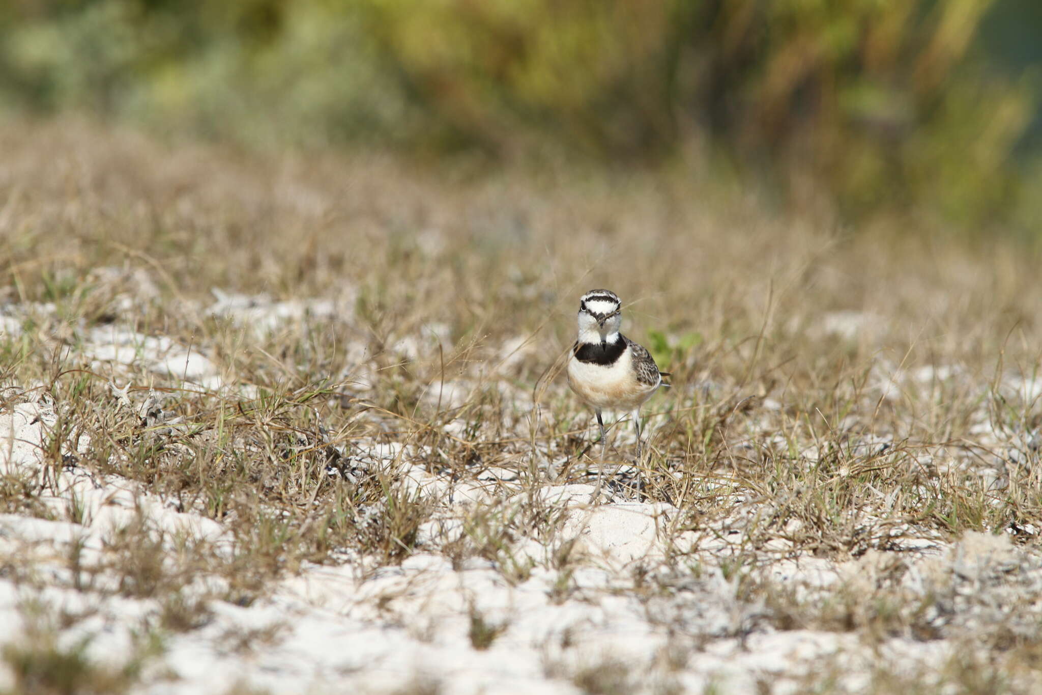 Charadrius thoracicus (Richmond 1896) resmi