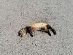 Image of Steppe Polecat