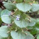 Image of Ajuga pseudopyramidalis Schur