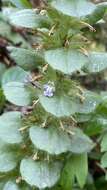 Слика од Ajuga pseudopyramidalis Schur