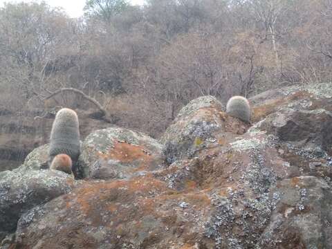 Image de Mammillaria spinosissima subsp. spinosissima