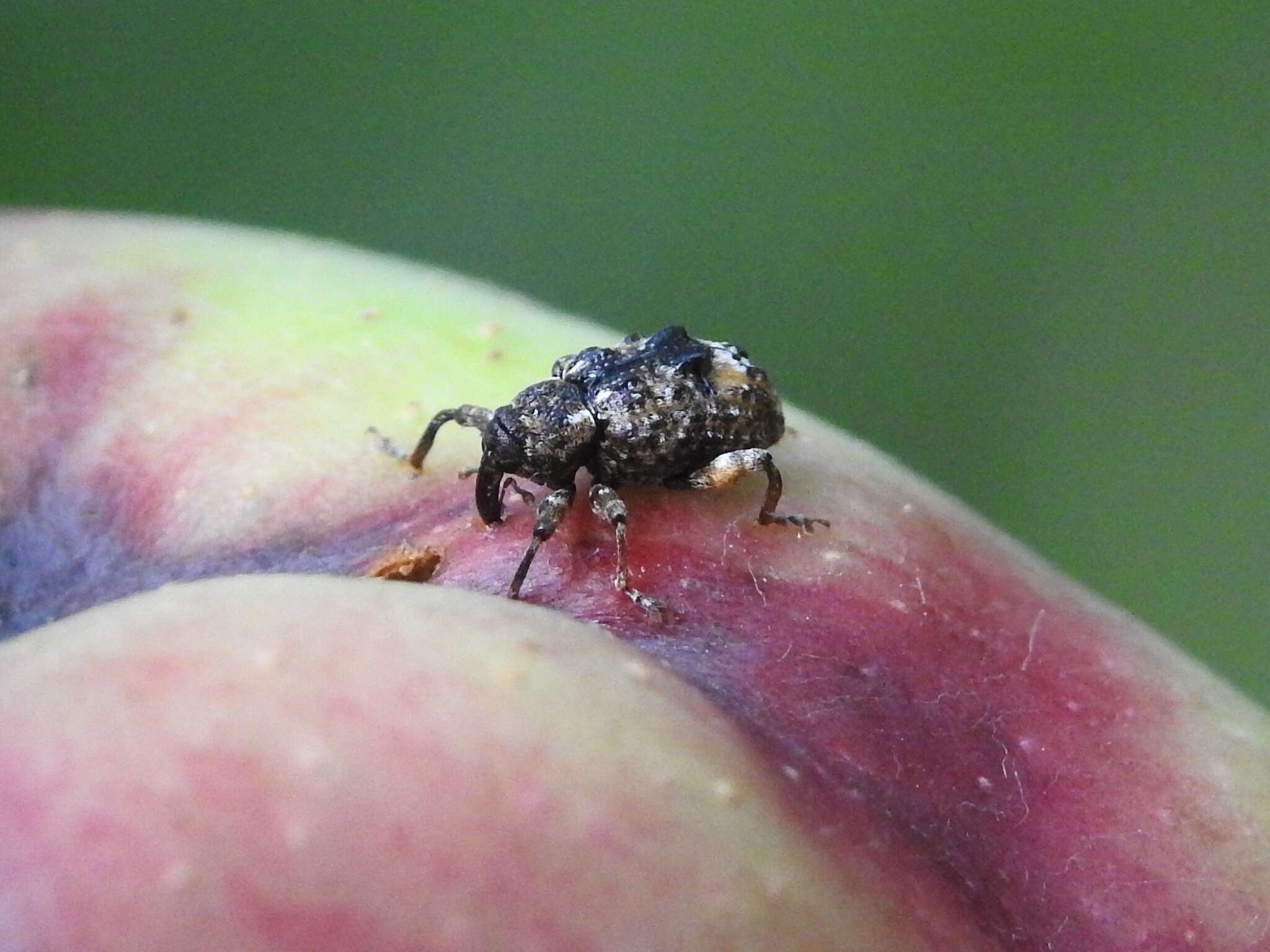 Image of Plum Curculio