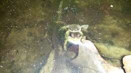 Image of Upland Chorus Frog