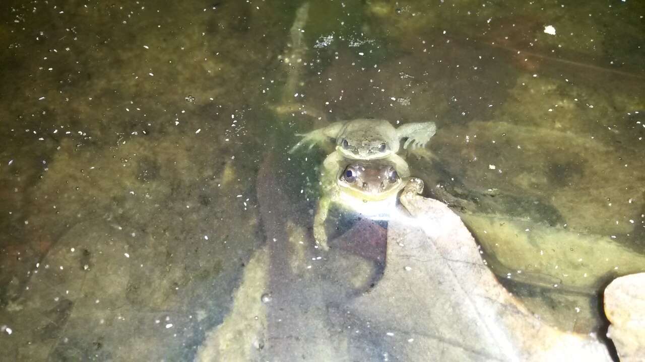 Image of Upland Chorus Frog