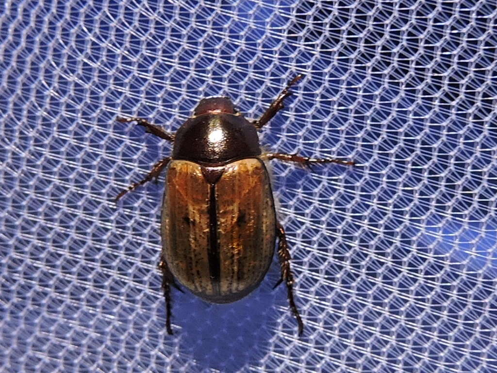 Image of Shining Leaf Chafer