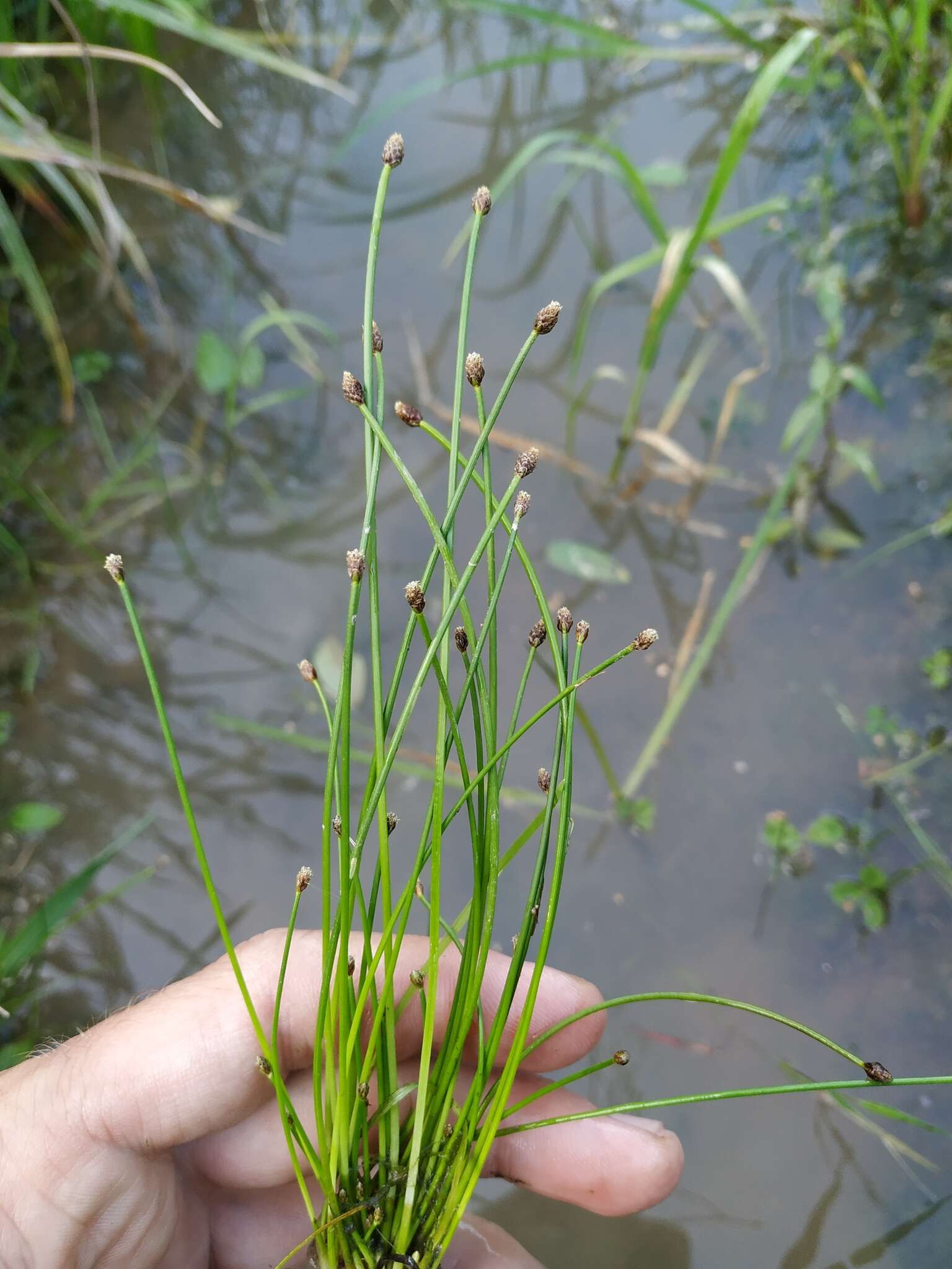 卵穗荸荠的圖片