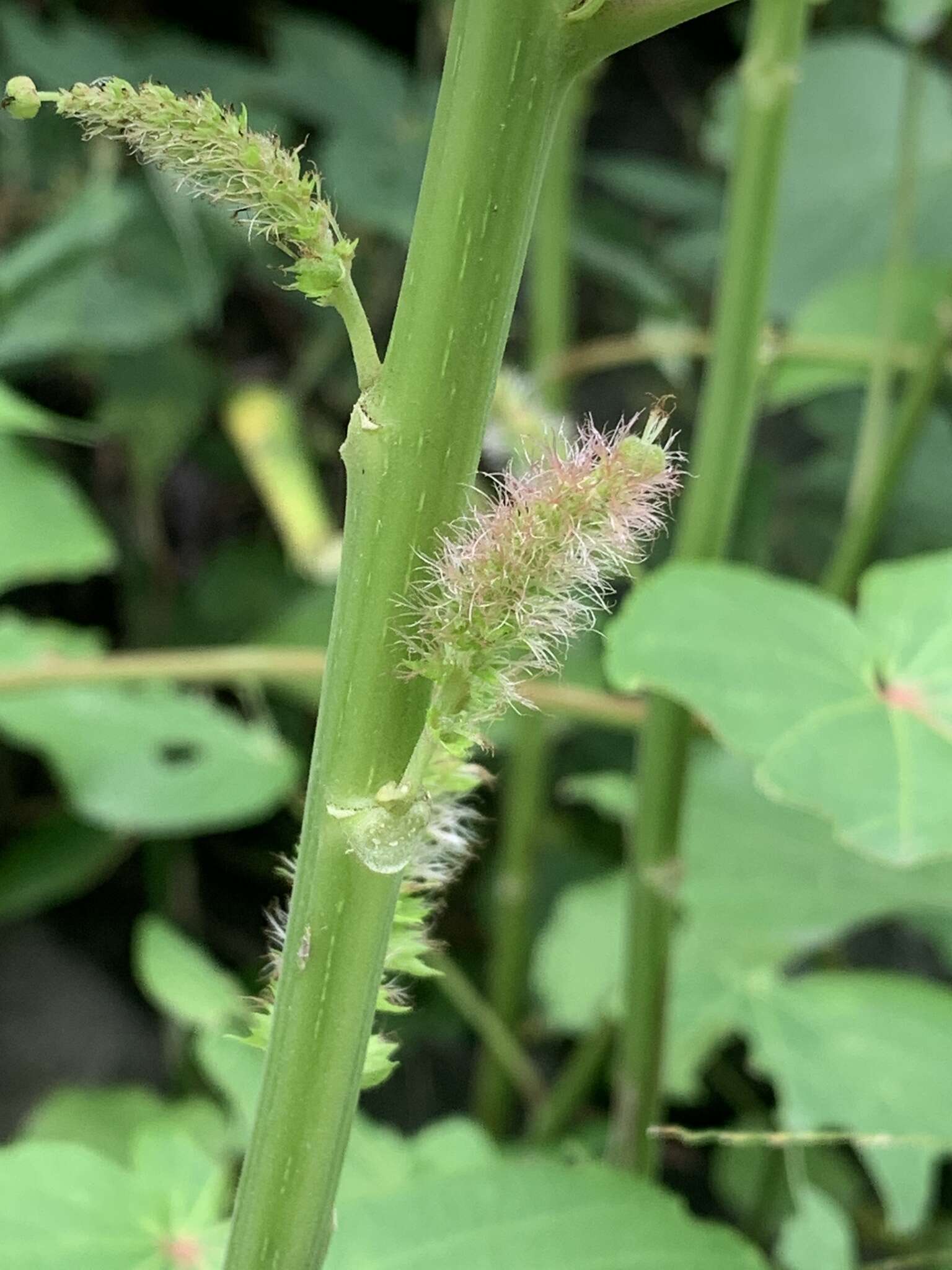 Image de Acalypha grandibracteata Merr.