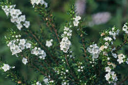 Image of Epacris pauciflora var. sinclairii (Hook. fil.) Cheesem.