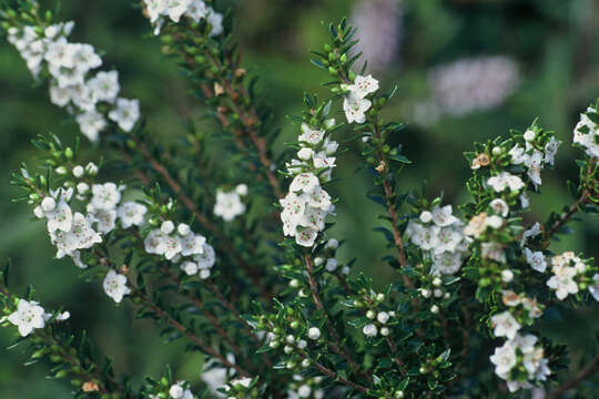 Image of Epacris pauciflora var. sinclairii (Hook. fil.) Cheesem.