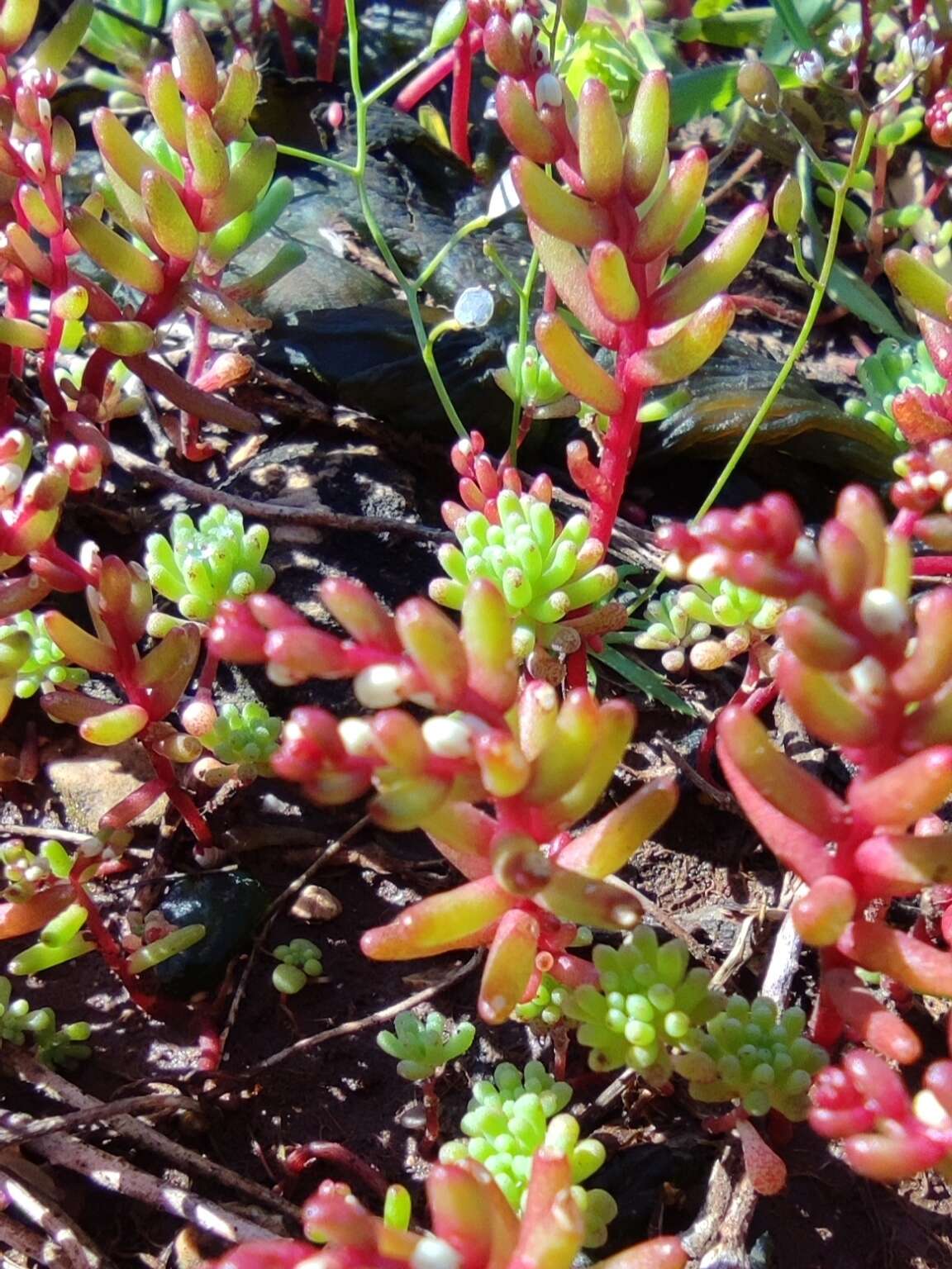 Sivun Sedum microcarpum (Sibth. & Sm.) S. Schönland kuva