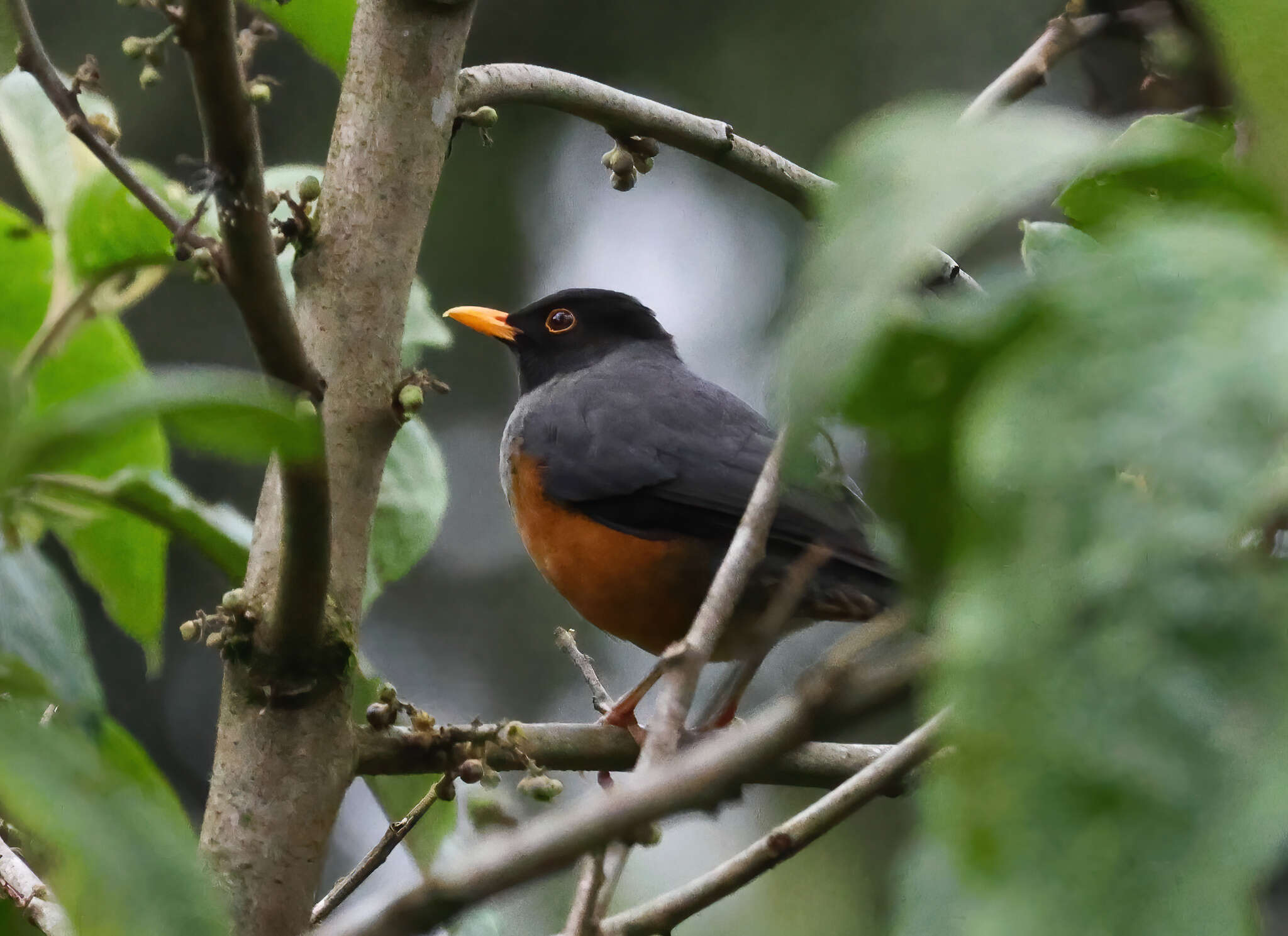 Image of Chestnut-bellied Thrush