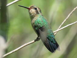 Image of Glittering-bellied Emerald