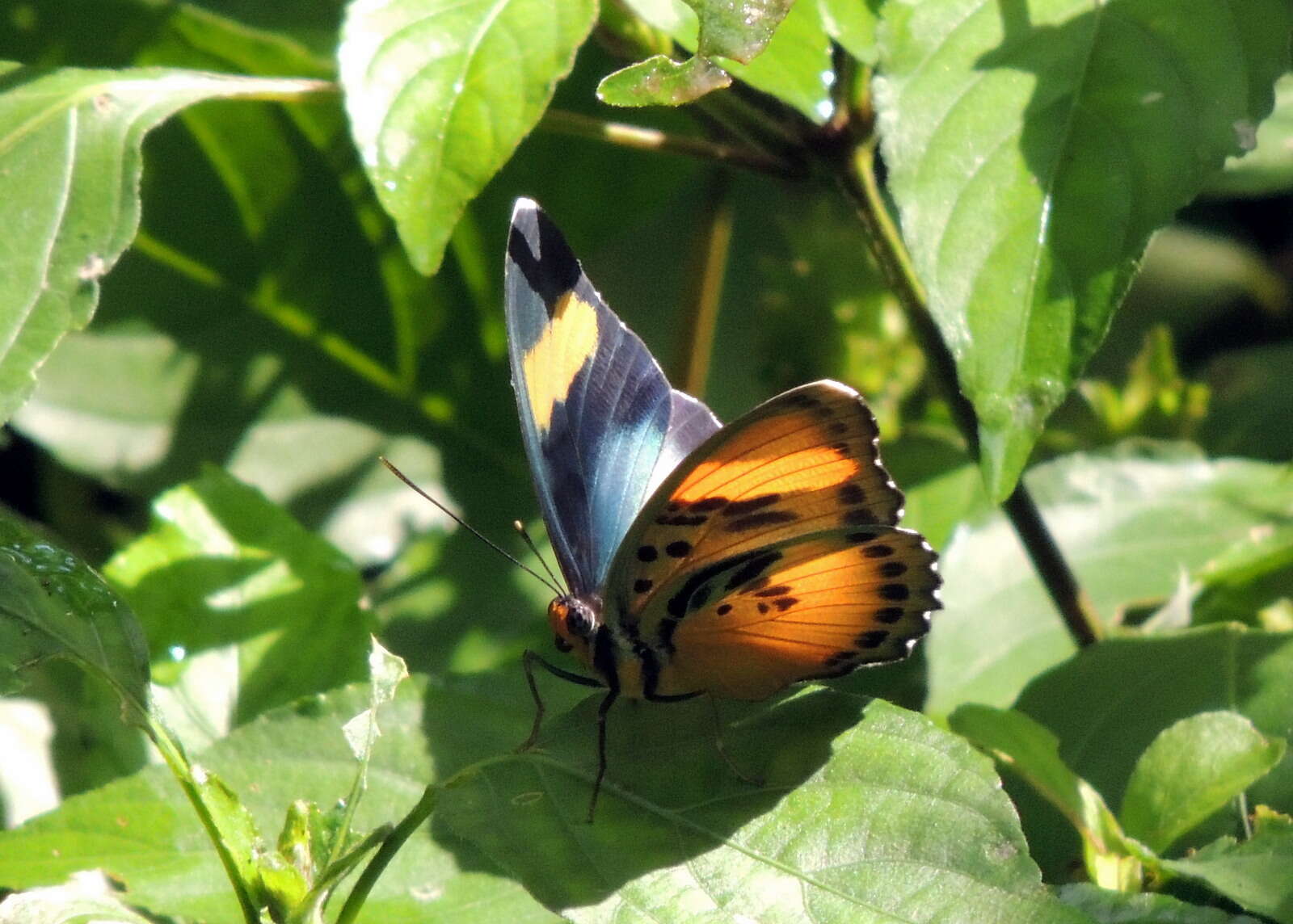 Image of Euphaedra lutescens