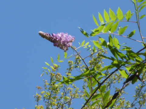 Image of American wisteria