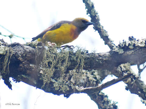 Image of Olive-headed Weaver