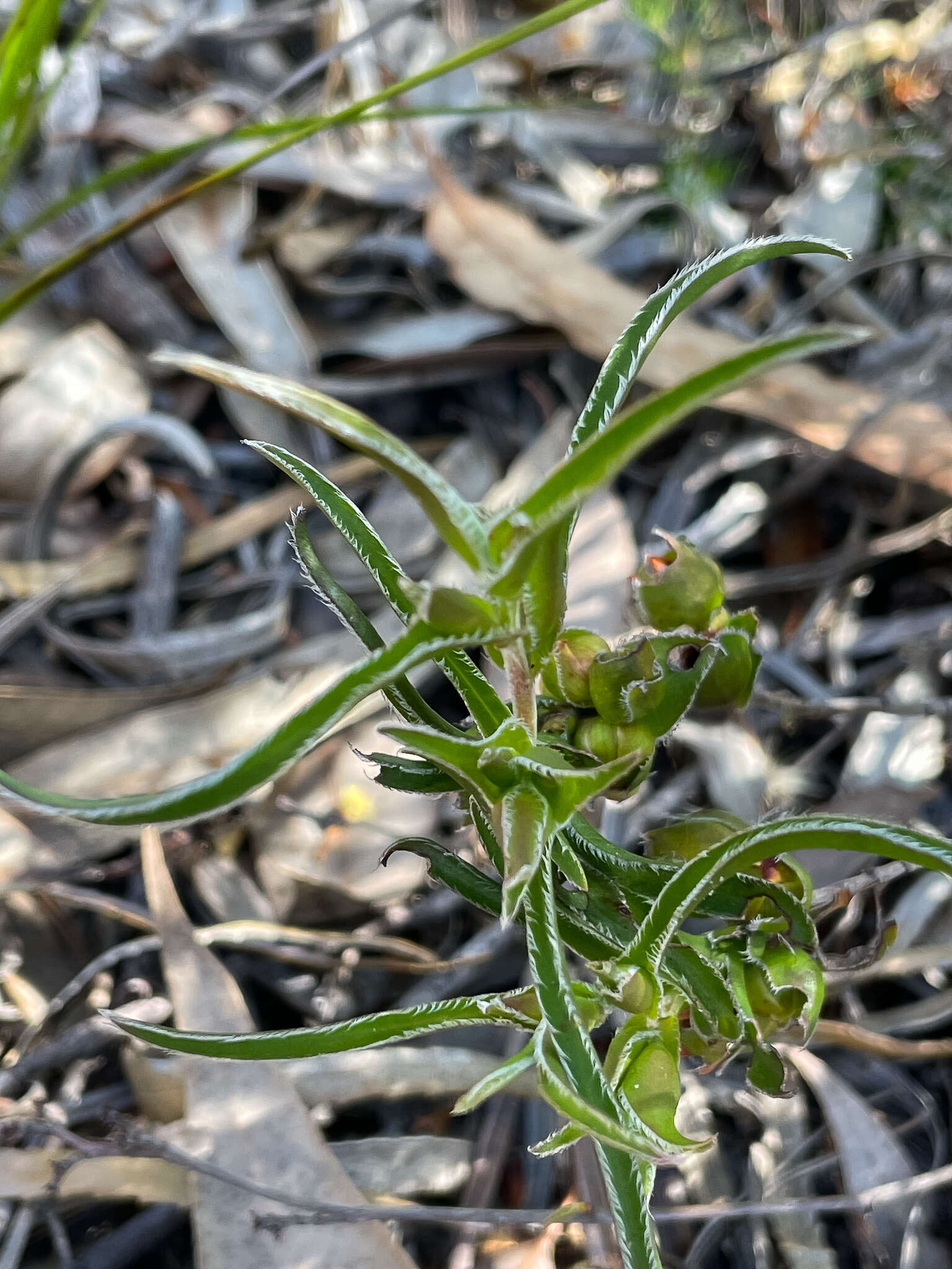 Image of Hibbertia vaginata (Benth.) F. Müll.