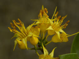 Image of Mouriri acutiflora Naud.