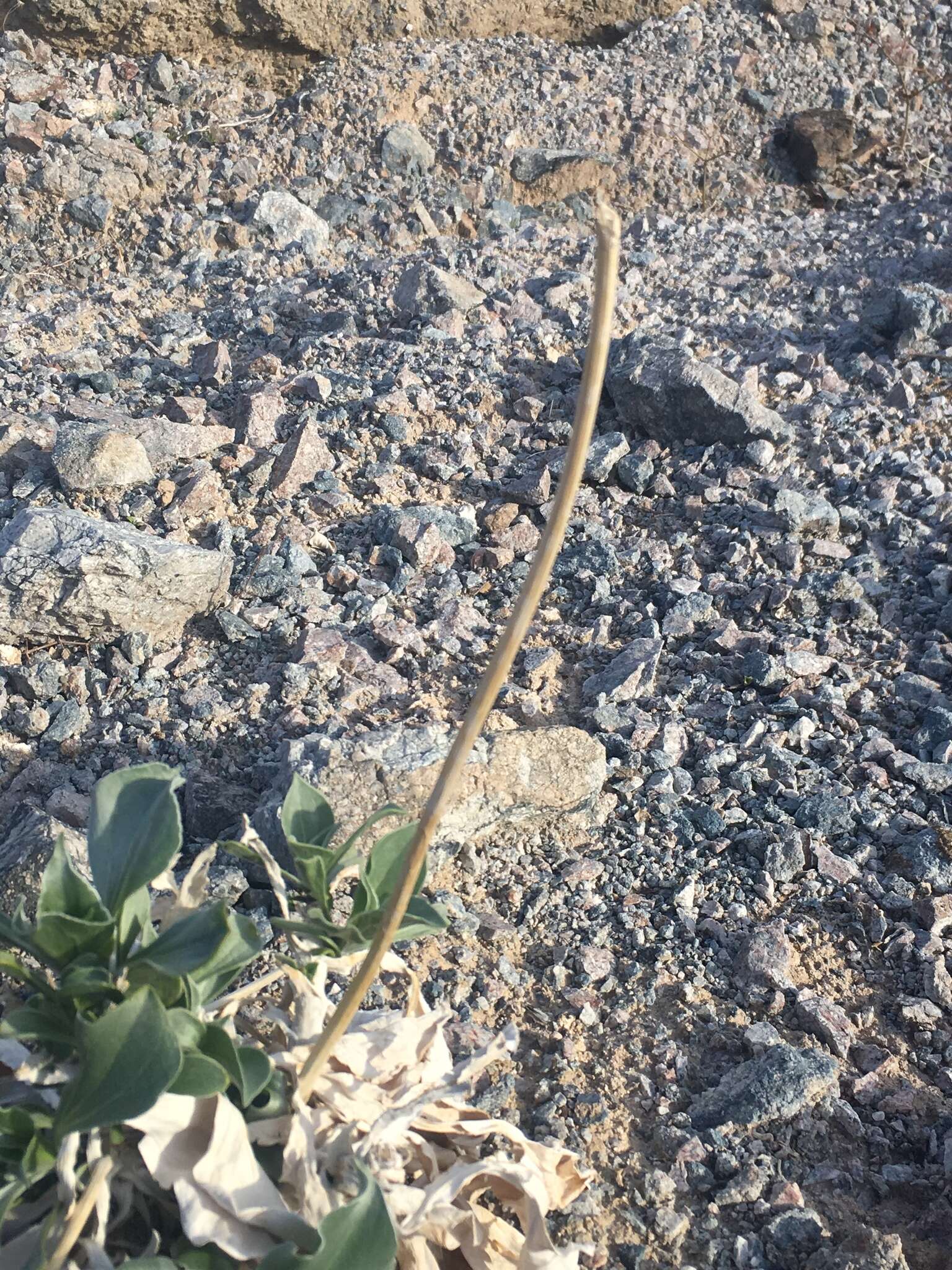 Image of silverleaf sunray