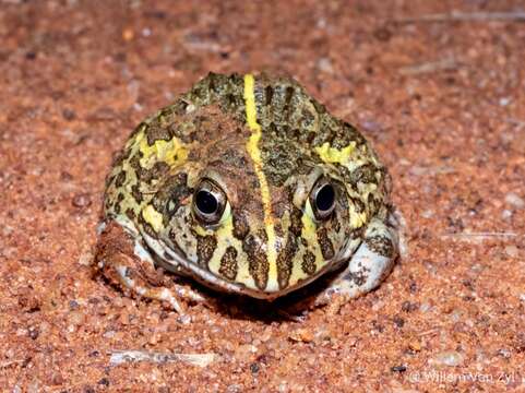 Image of African Bullfrog