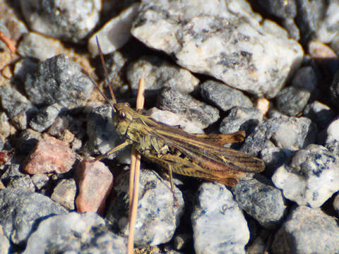 Image of bow-winged grasshopper