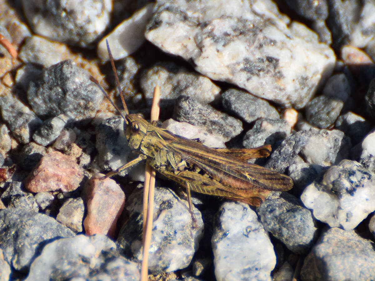 Chorthippus (Glyptobothrus) biguttulus (Linnaeus 1758) resmi