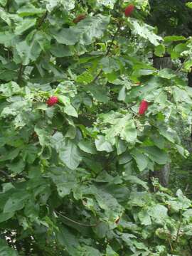 Image of Ear-Leaf Umbrella Tree