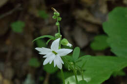 Image of San Francisco woodland-star