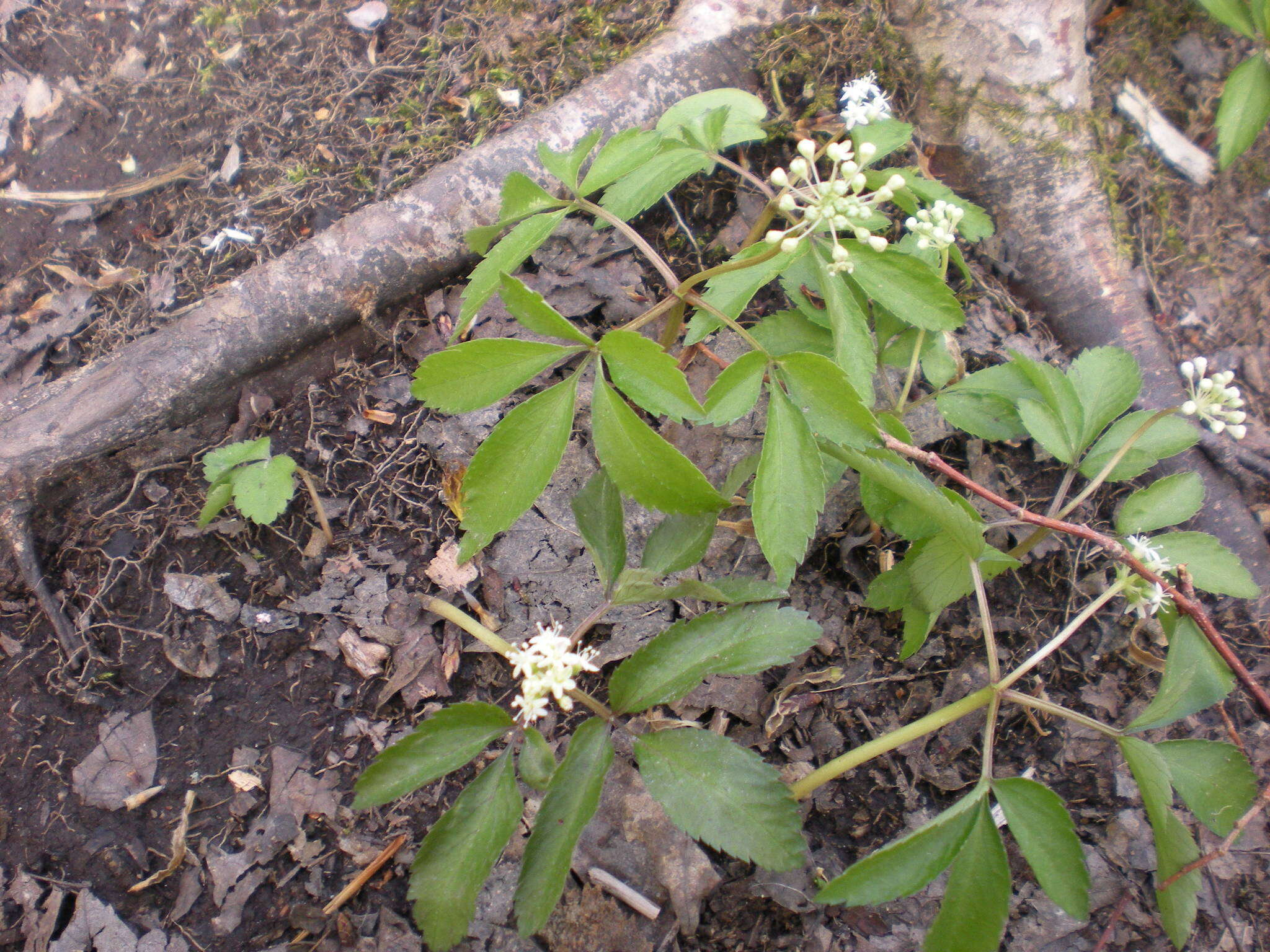 Image of dwarf ginseng