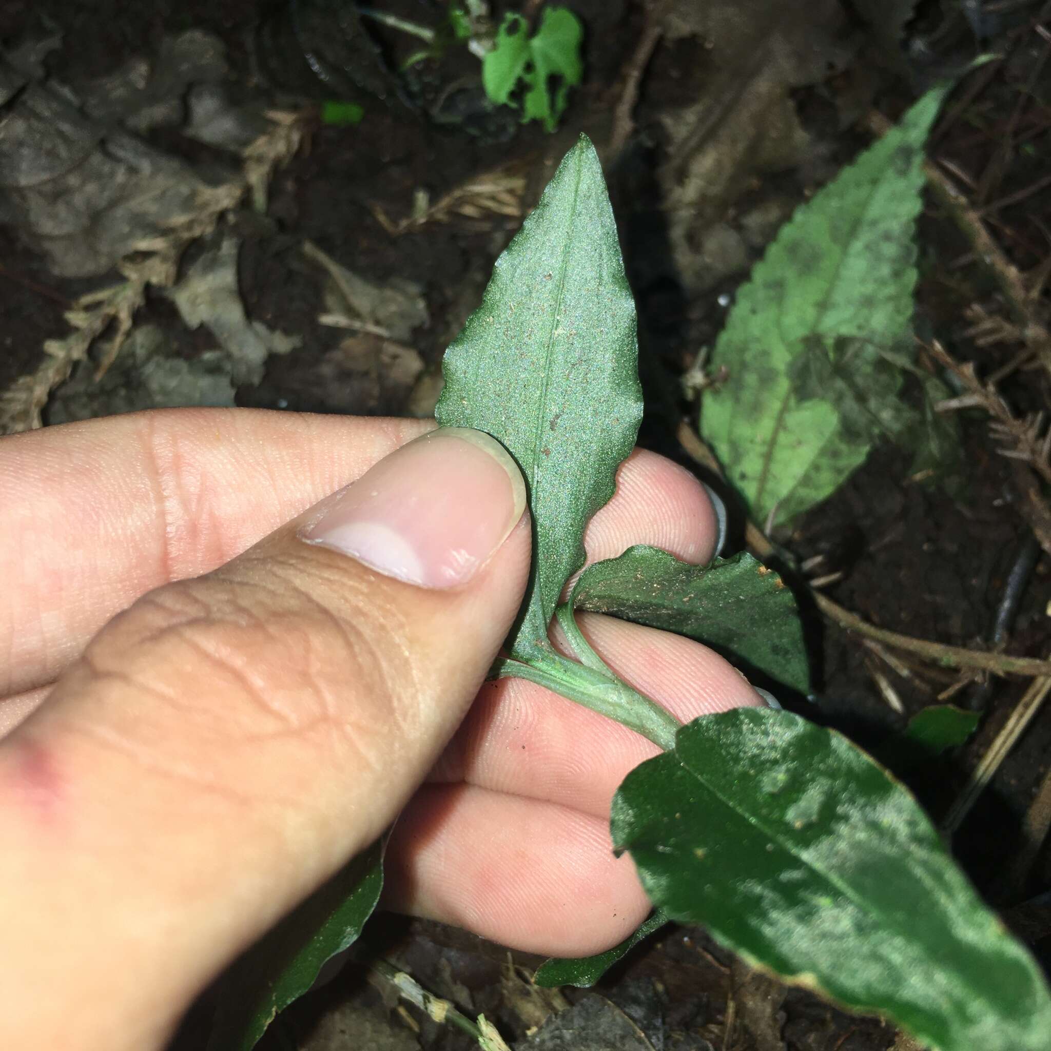 Odontochilus lanceolatus (Lindl.) Blume resmi