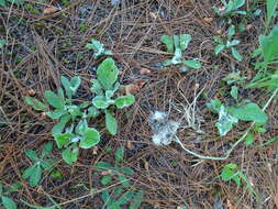 Image de Antennaria parlinii subsp. fallax (Greene) R. J. Bayer & G. L. Stebbins