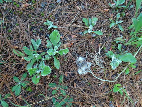 Imagem de Antennaria parlinii subsp. fallax (Greene) R. J. Bayer & G. L. Stebbins