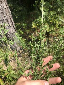 Oenothera filipes (Spach) W. L. Wagner & Hoch resmi