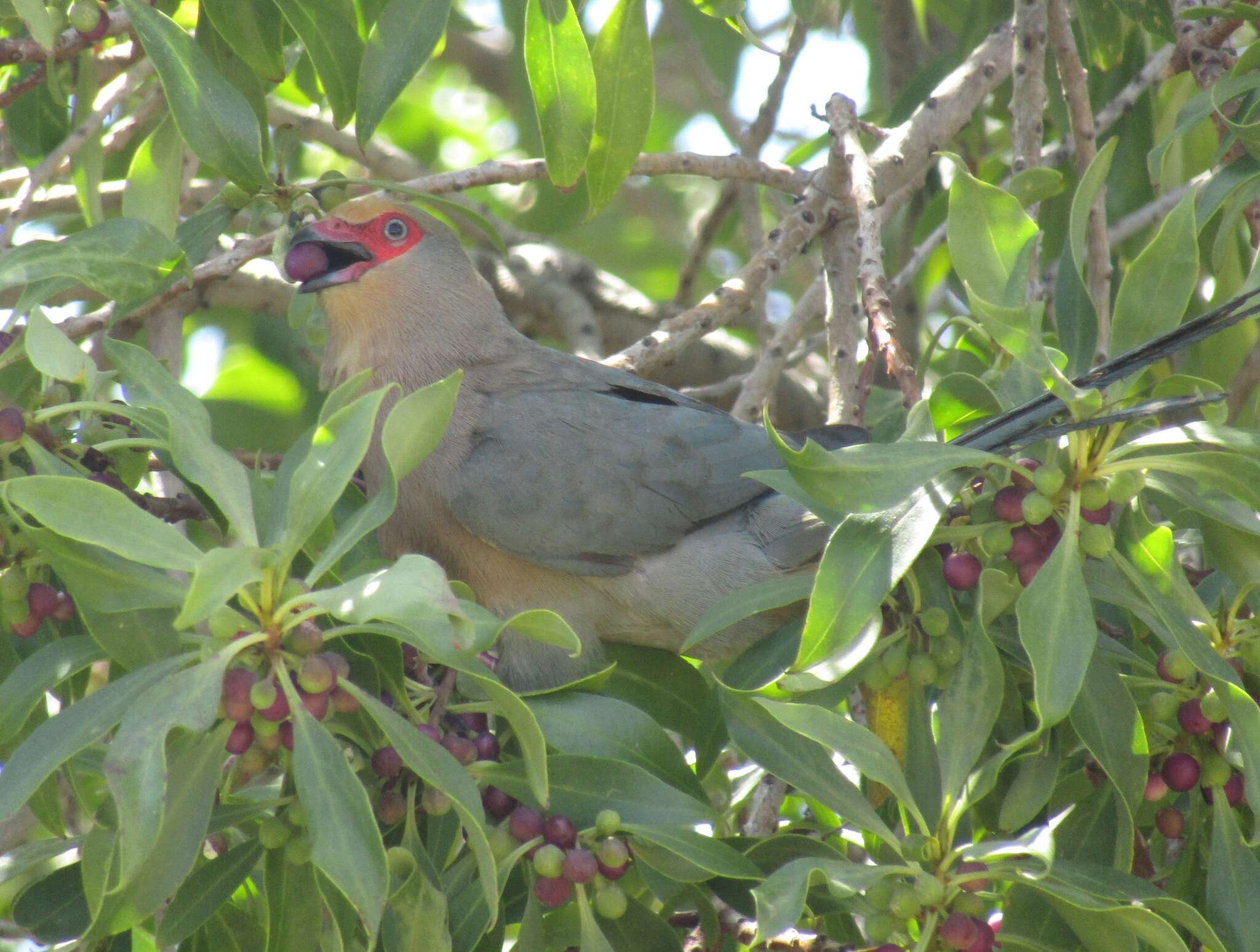 Urocolius indicus indicus (Latham 1790) resmi